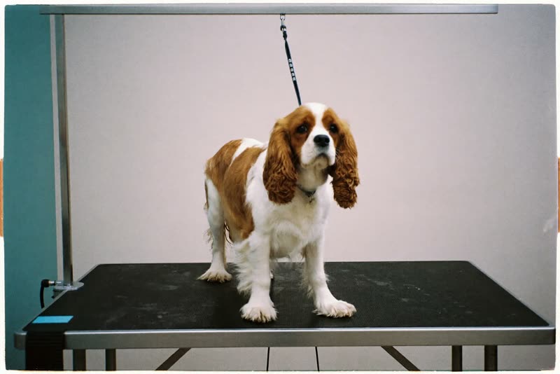 A spaniel standing calmly on a grooming table in a bright salon room