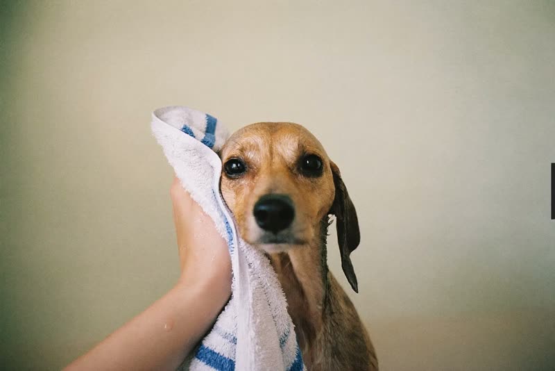 A small damp dog being towel-dried after a bath