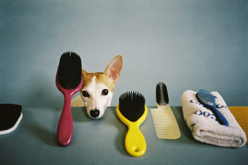 Clean grooming brushes, a comb and folded towels laid out on a pastel surface