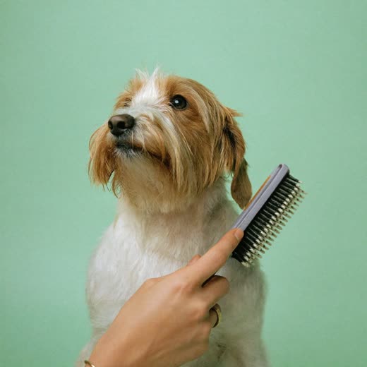 A small terrier being brushed during a grooming session